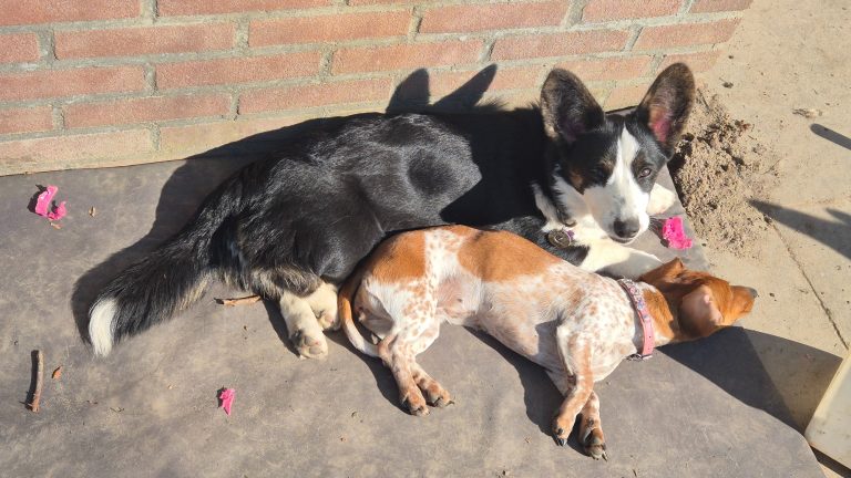 Rox en Zoë