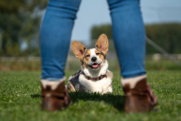 Nala